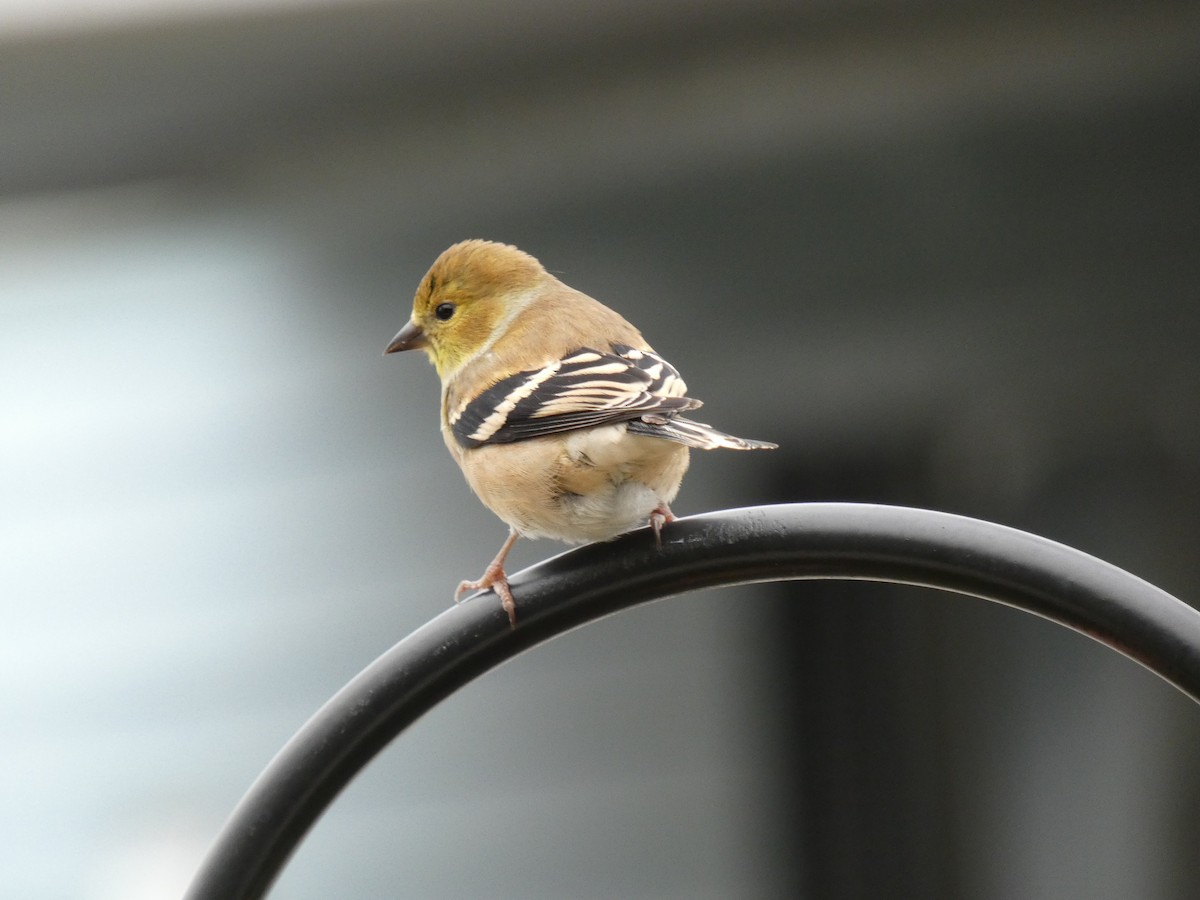 American Goldfinch - Kody Clem