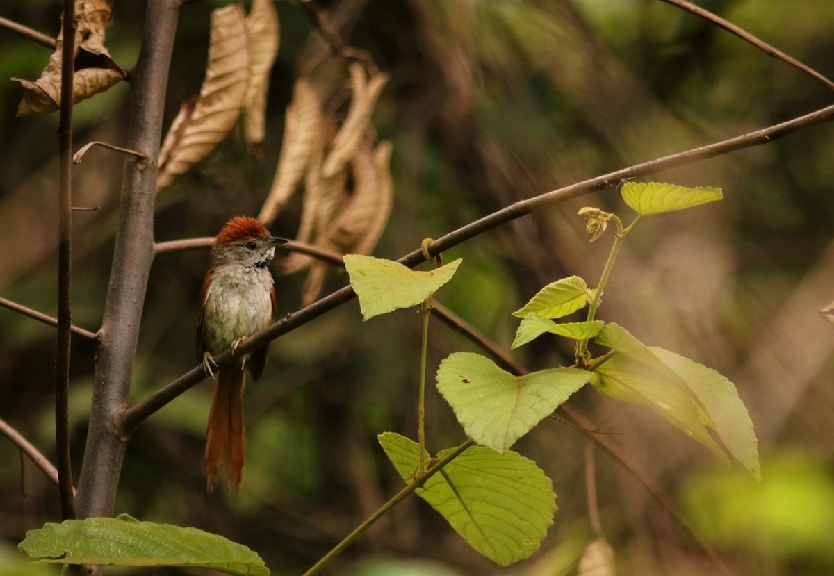 Sooty-fronted Spinetail - ML287799911