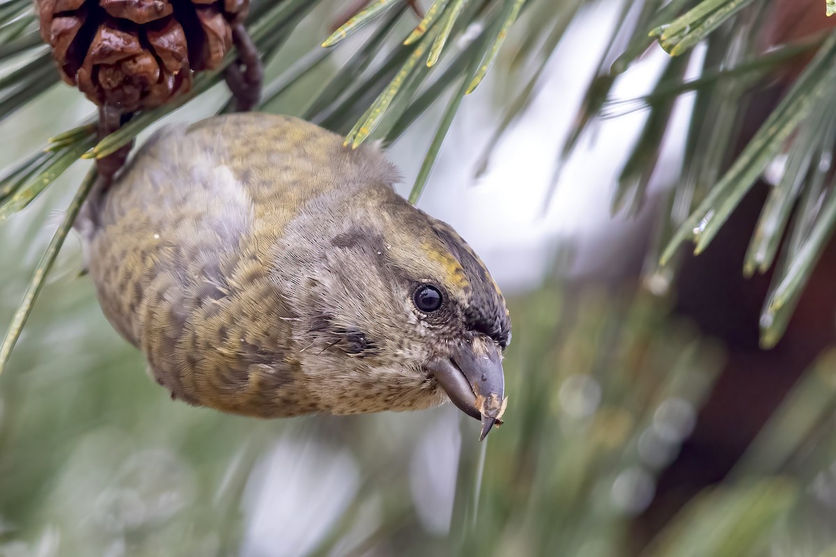 Red Crossbill (Northeastern or type 12) - ML287805221