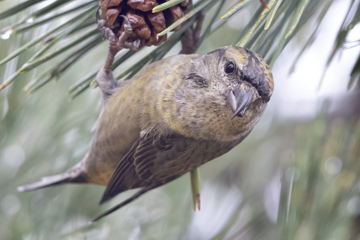 Red Crossbill (Northeastern or type 12) - ML287805231