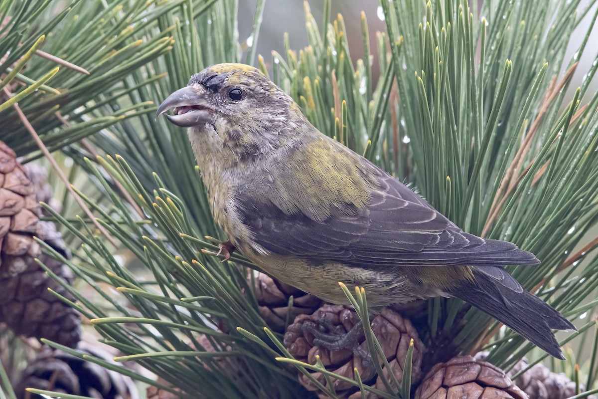 Red Crossbill (Northeastern or type 12) - ML287805271