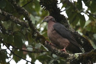  - Sri Lanka Wood-Pigeon