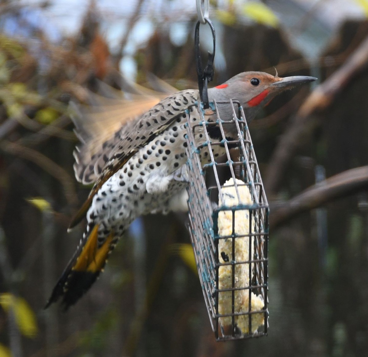 Northern Flicker (Yellow-shafted x Red-shafted) - ML287809641