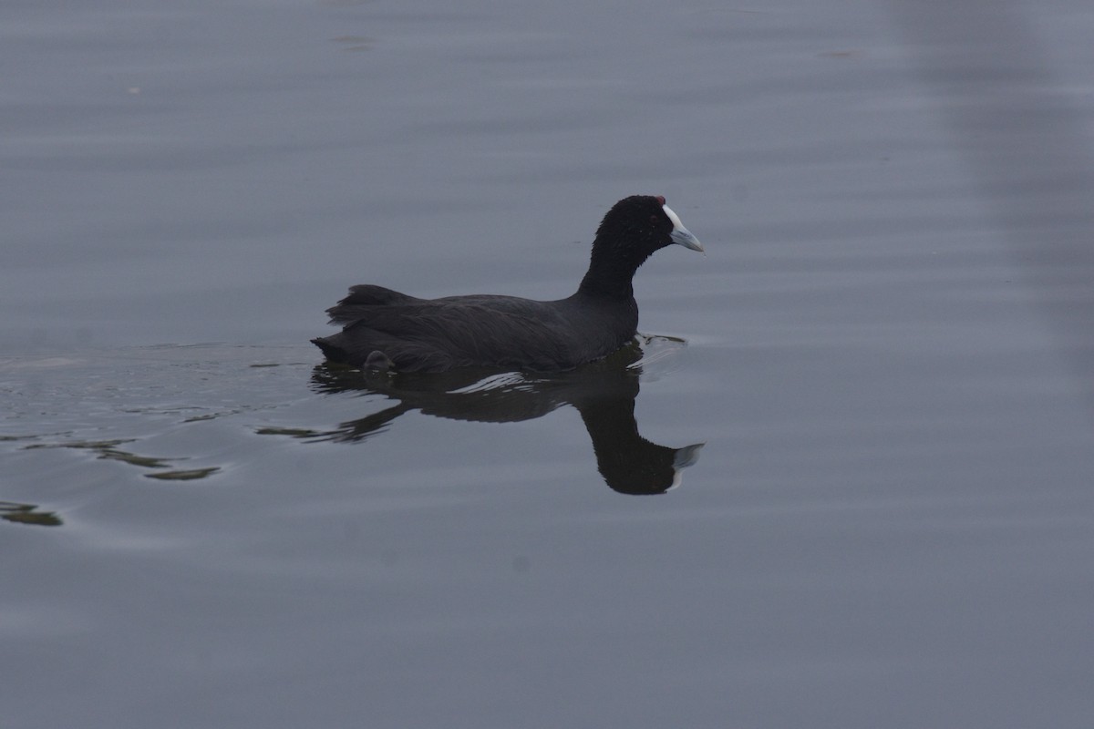 Red-knobbed Coot - ML287814311