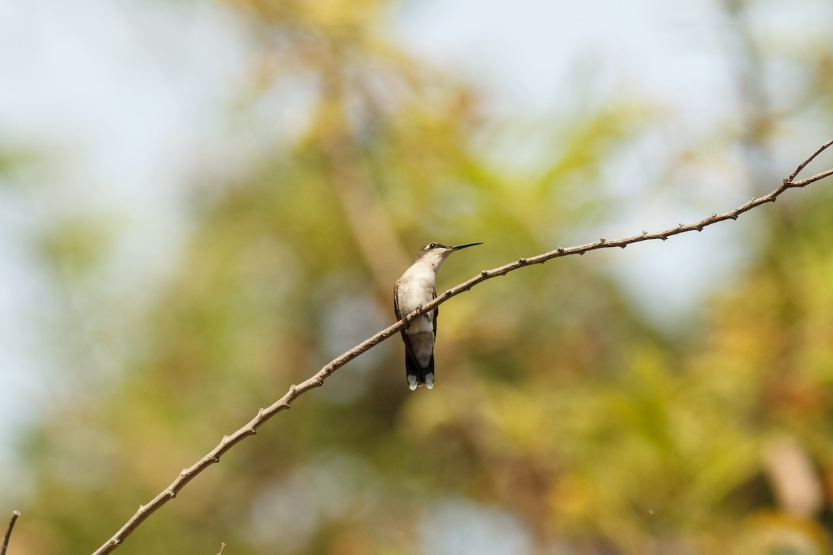 Ruby-throated Hummingbird - Aves de la Laguna