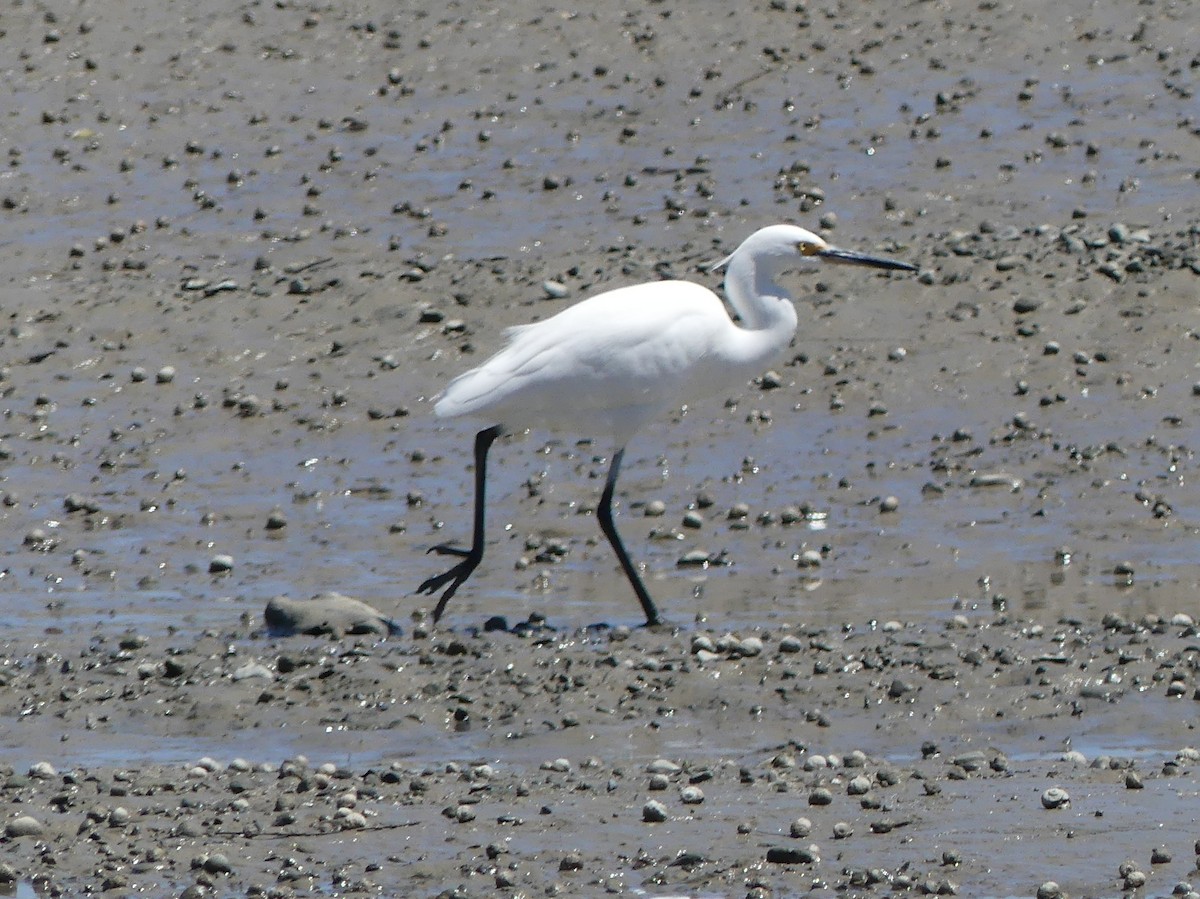 Little Egret - Peter and Charmaine Field