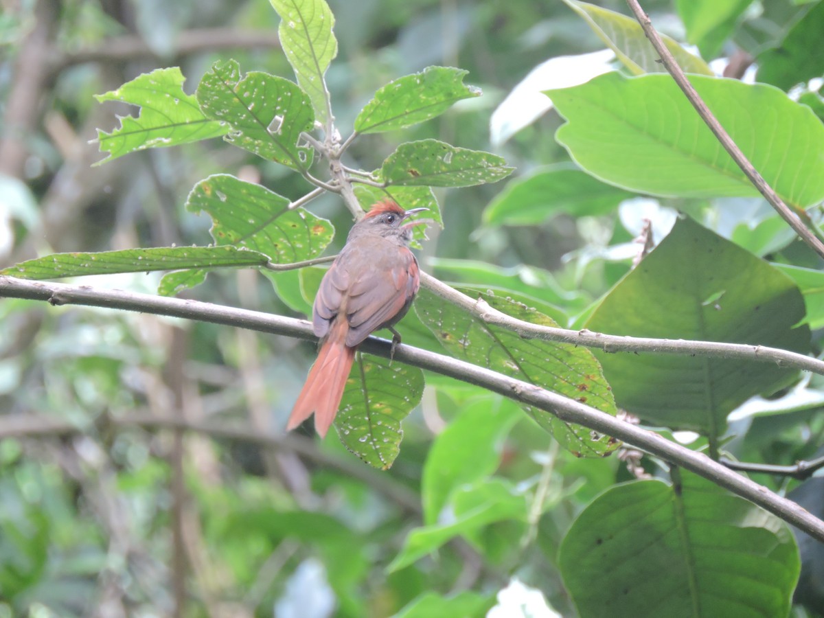 Ash-browed Spinetail - Laura Céspedes