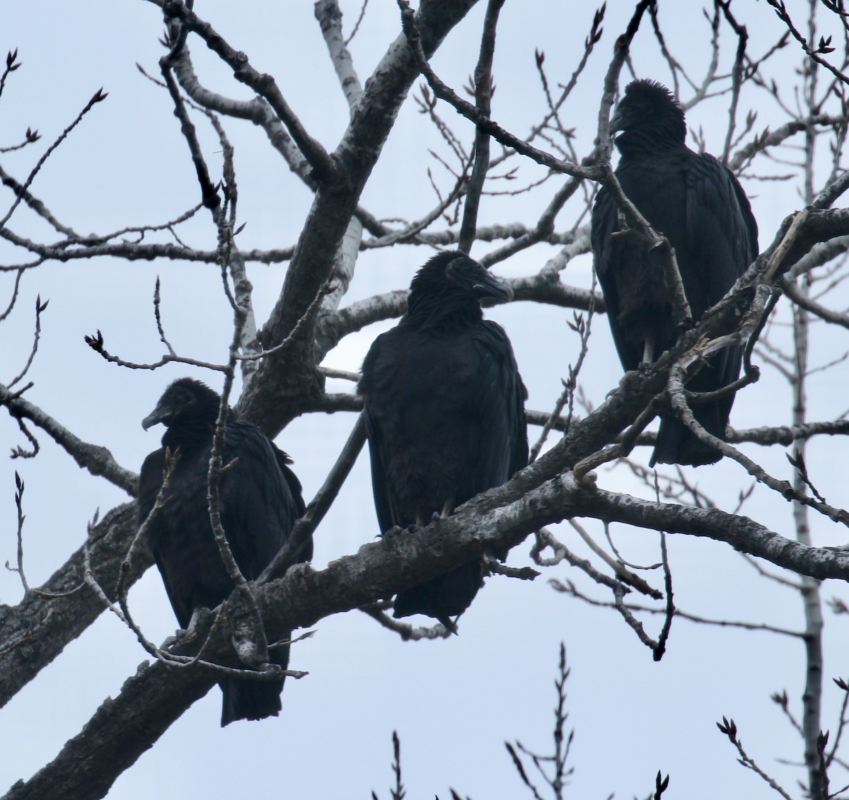 Black Vulture - ML287826261