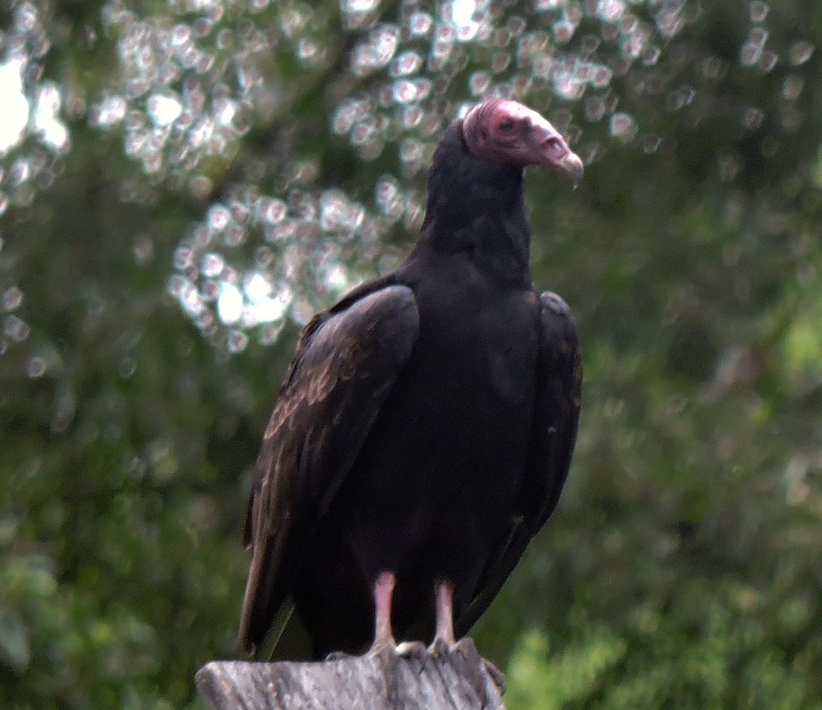 Turkey Vulture - Laura Céspedes