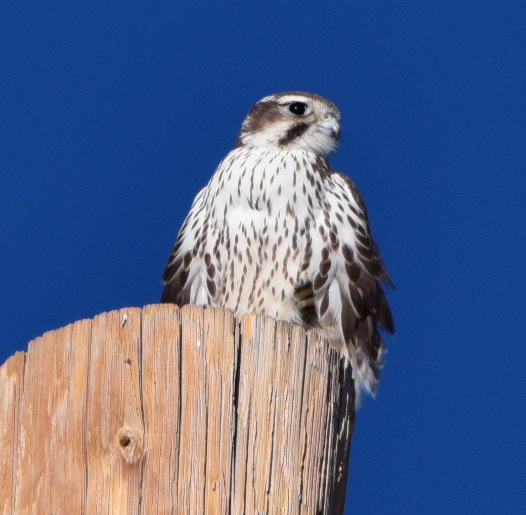 Prairie Falcon - Glenn Dunmire