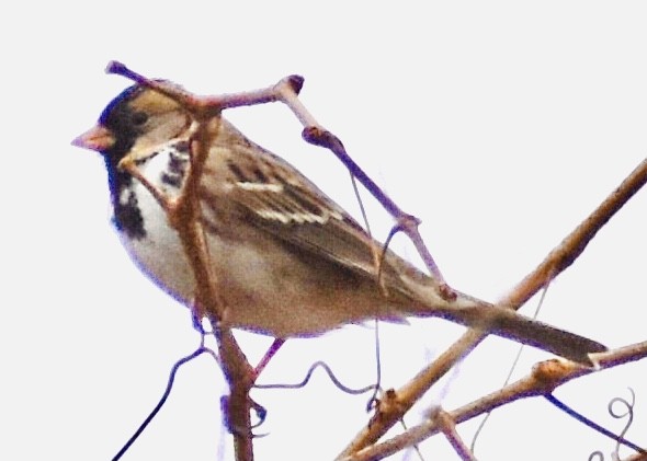 Harris's Sparrow - ML287829921
