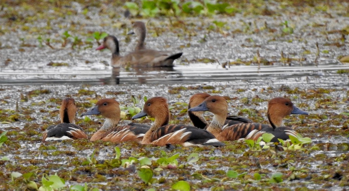 Fulvous Whistling-Duck - Bettina Amorín