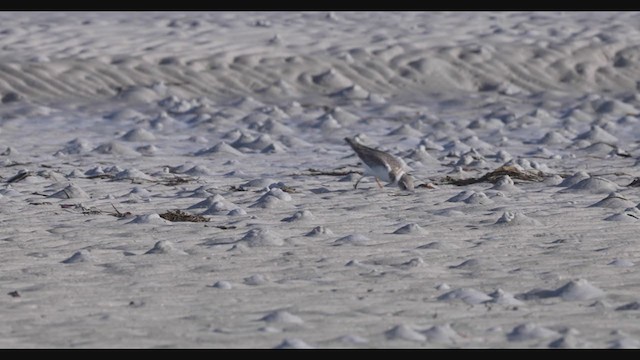 Piping Plover - ML287838971