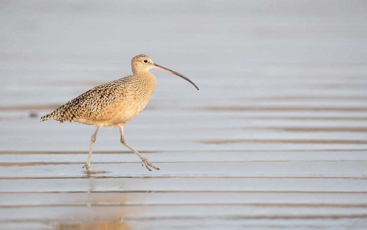 Long-billed Curlew - ML287845251