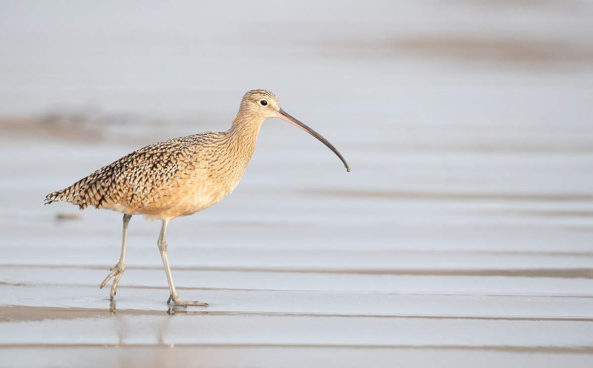 Long-billed Curlew - ML287845301