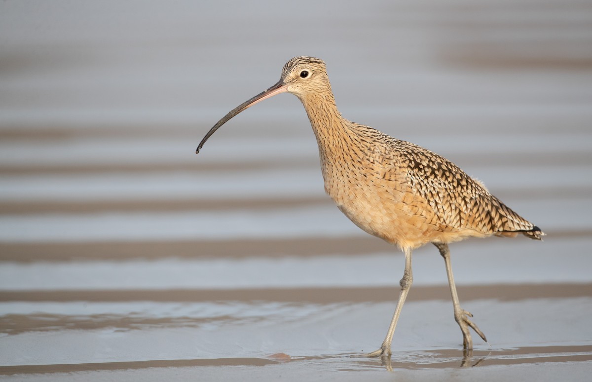 Long-billed Curlew - ML287845371