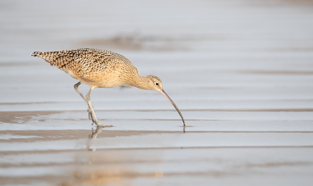 Long-billed Curlew - ML287845411