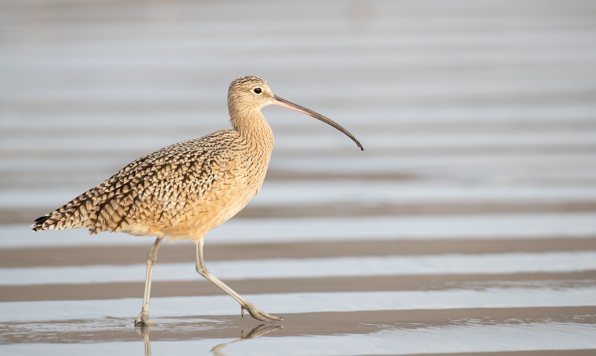 Long-billed Curlew - ML287845441