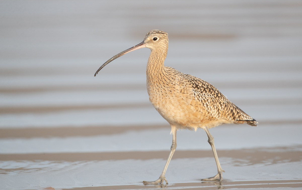 Long-billed Curlew - ML287845511