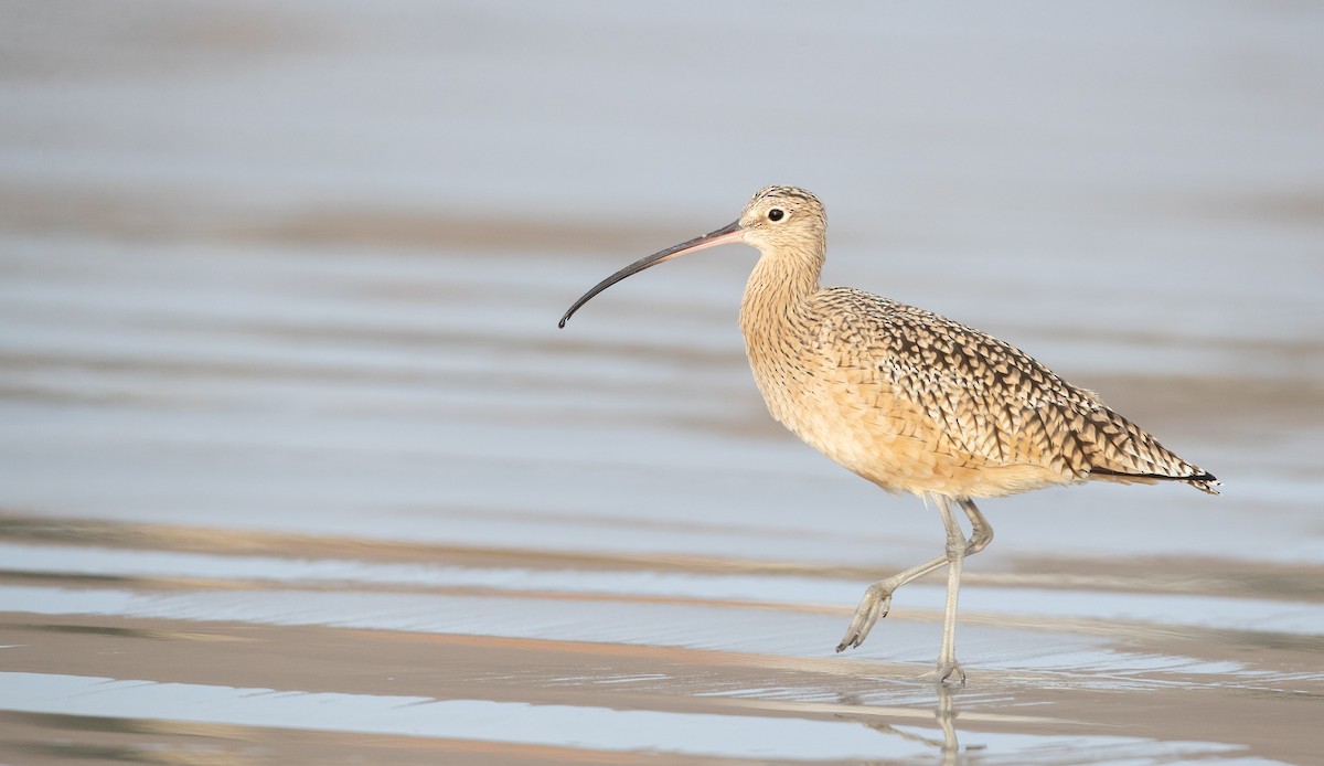 Long-billed Curlew - ML287845571
