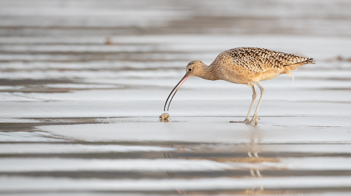 Long-billed Curlew - ML287845581
