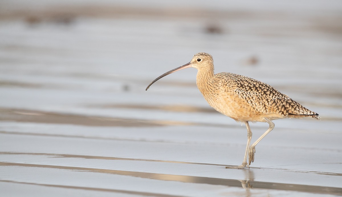 Long-billed Curlew - ML287845601