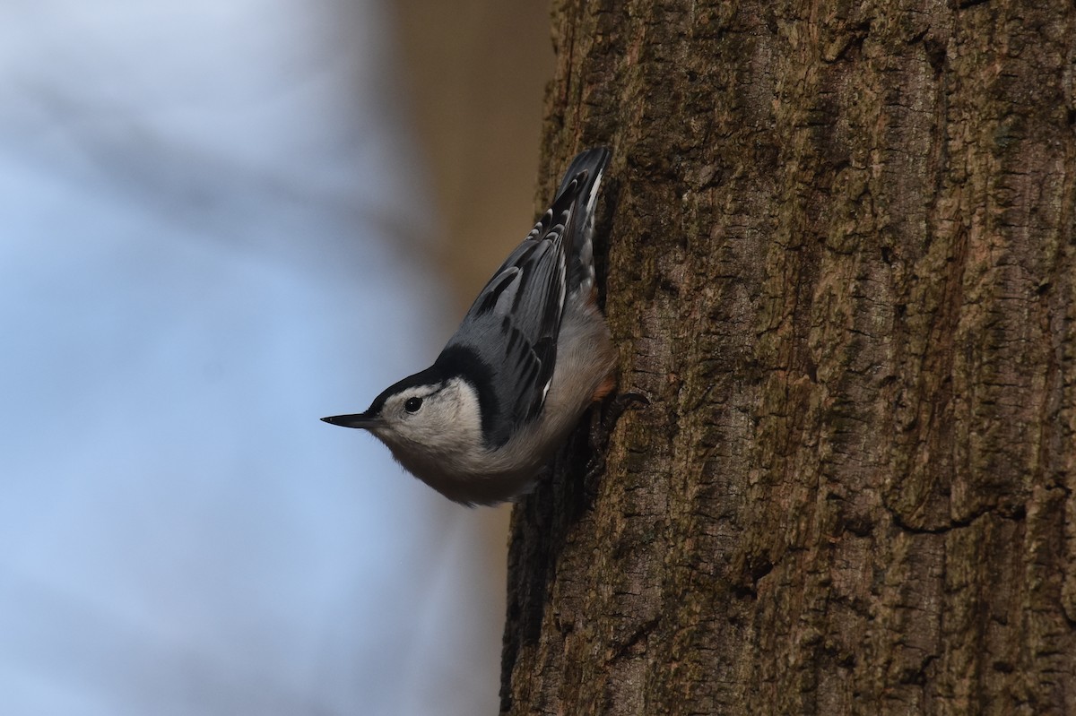 White-breasted Nuthatch - ML287851501