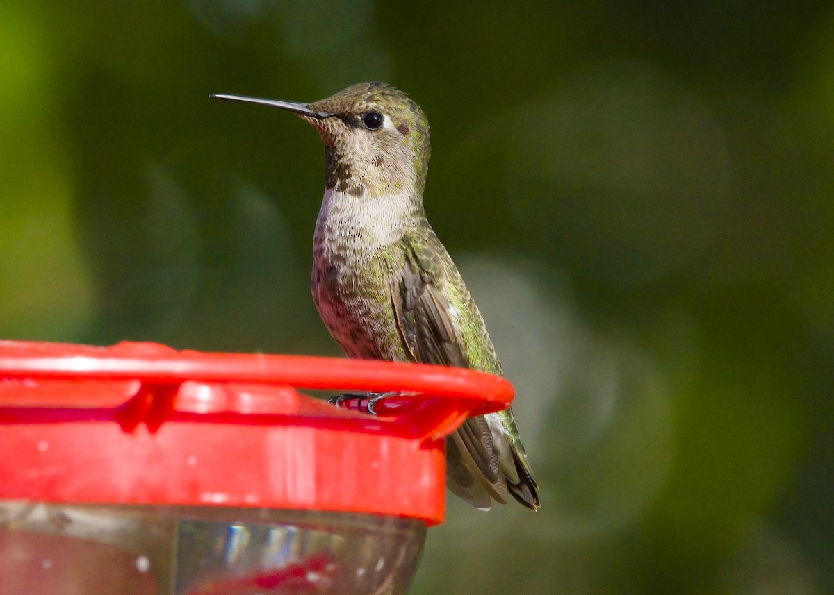 Anna's Hummingbird - ML287854341