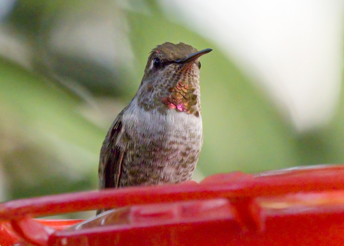Anna's Hummingbird - ML287854351