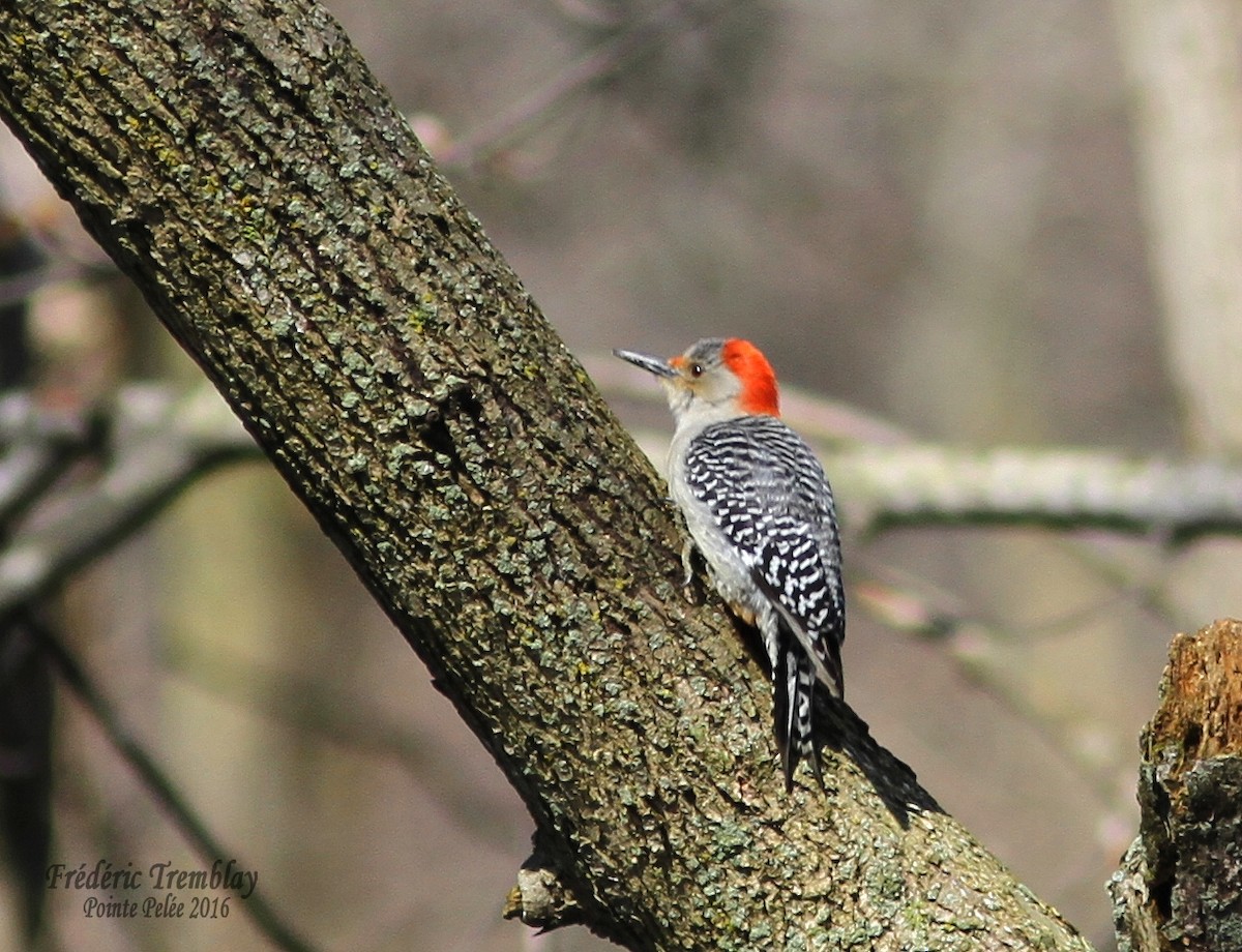 Red-bellied Woodpecker - frederic tremblay