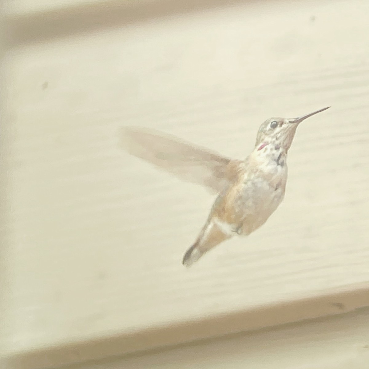 Calliope Hummingbird - ML287854821