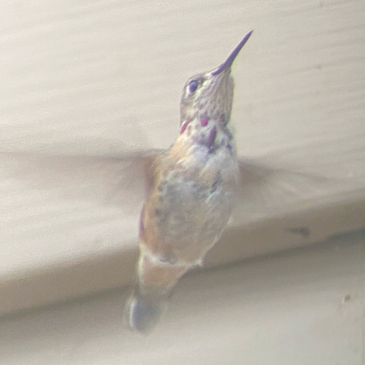 Calliope Hummingbird - ML287854831