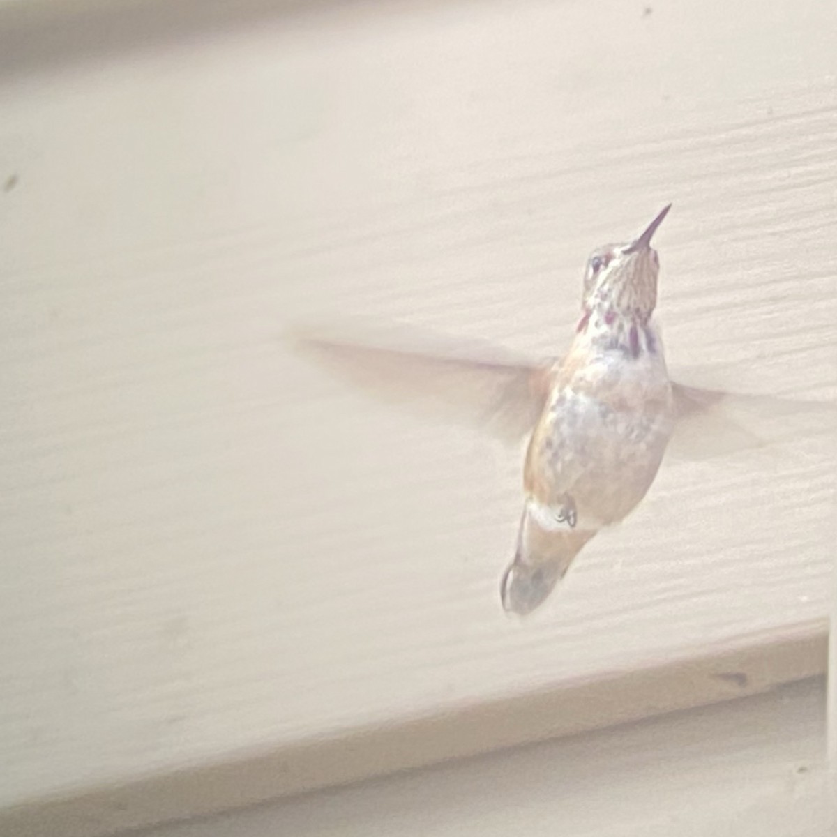 Calliope Hummingbird - ML287854871