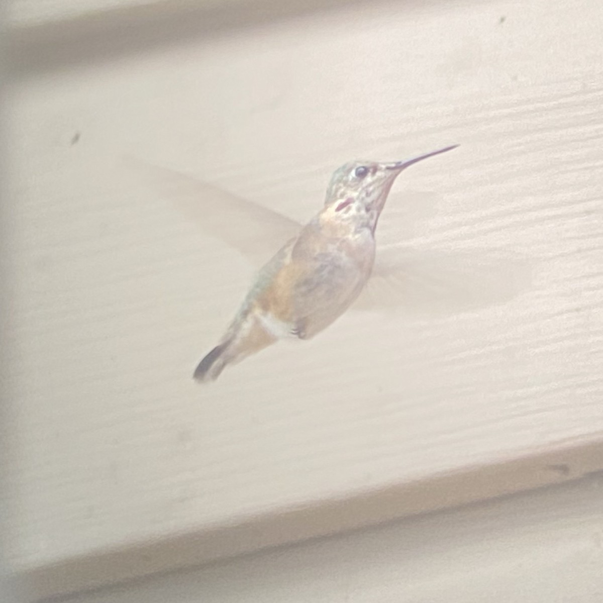 Calliope Hummingbird - ML287854891