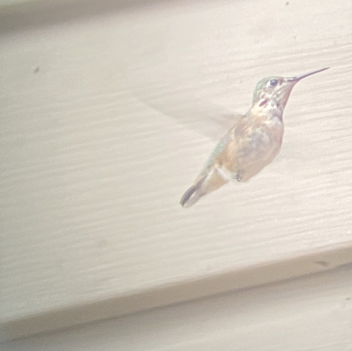 Calliope Hummingbird - ML287854901