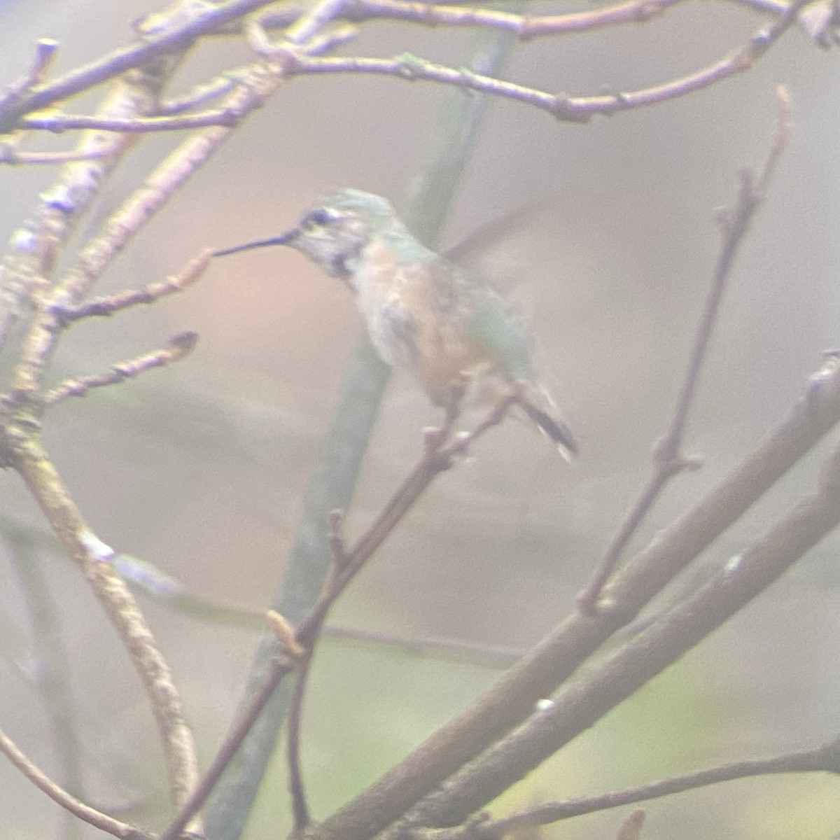 Calliope Hummingbird - ML287854911