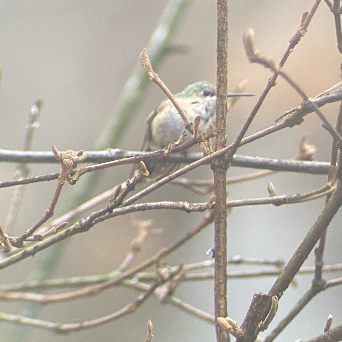 Calliope Hummingbird - ML287854921