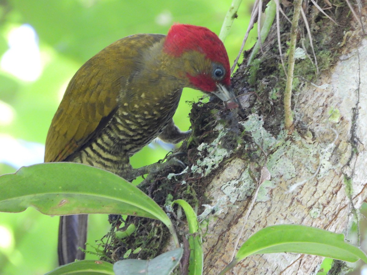 Rufous-winged Woodpecker - ML287855681