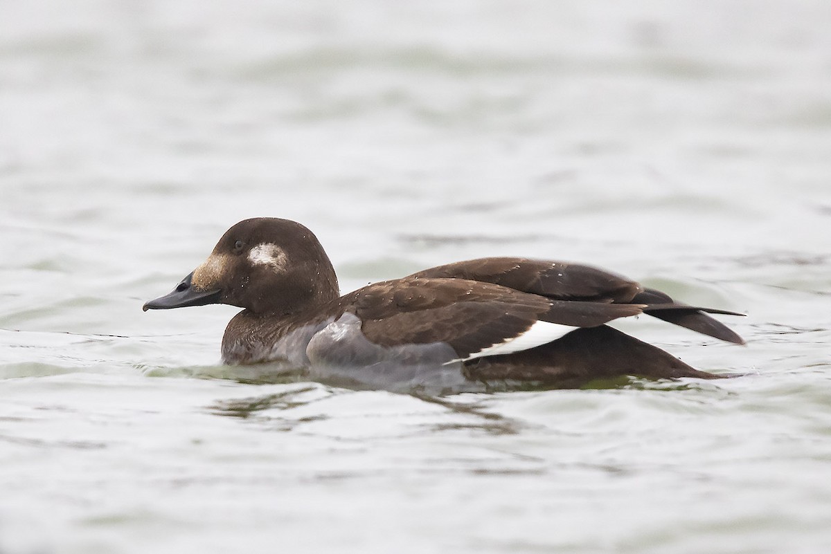 White-winged Scoter - Mike Cameron