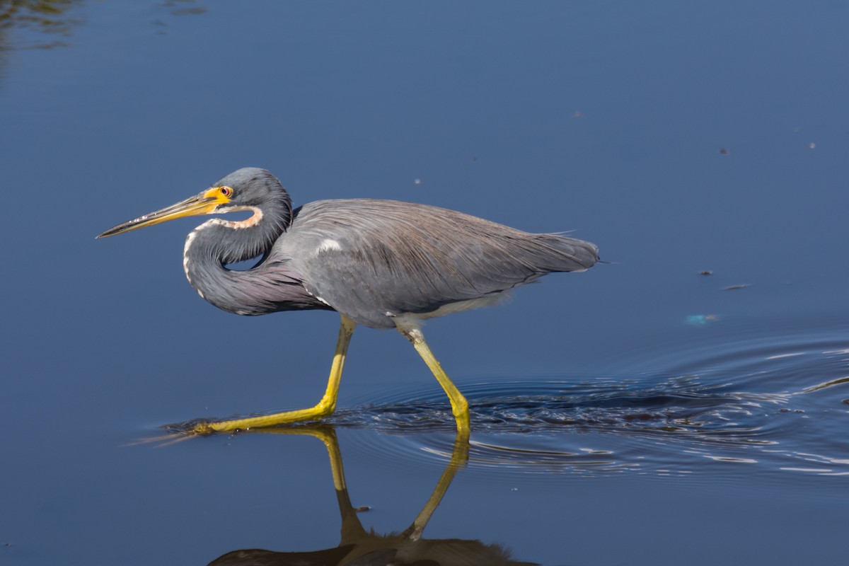 Ml287860381 Tricolored Heron Macaulay Library