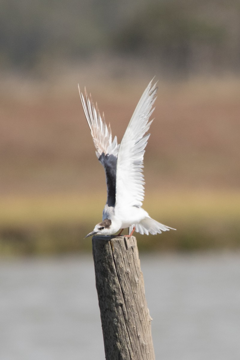 White-winged Tern - Clinton S. Boyd
