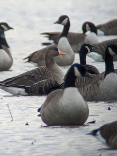 Greater White-fronted Goose, ML287872441
