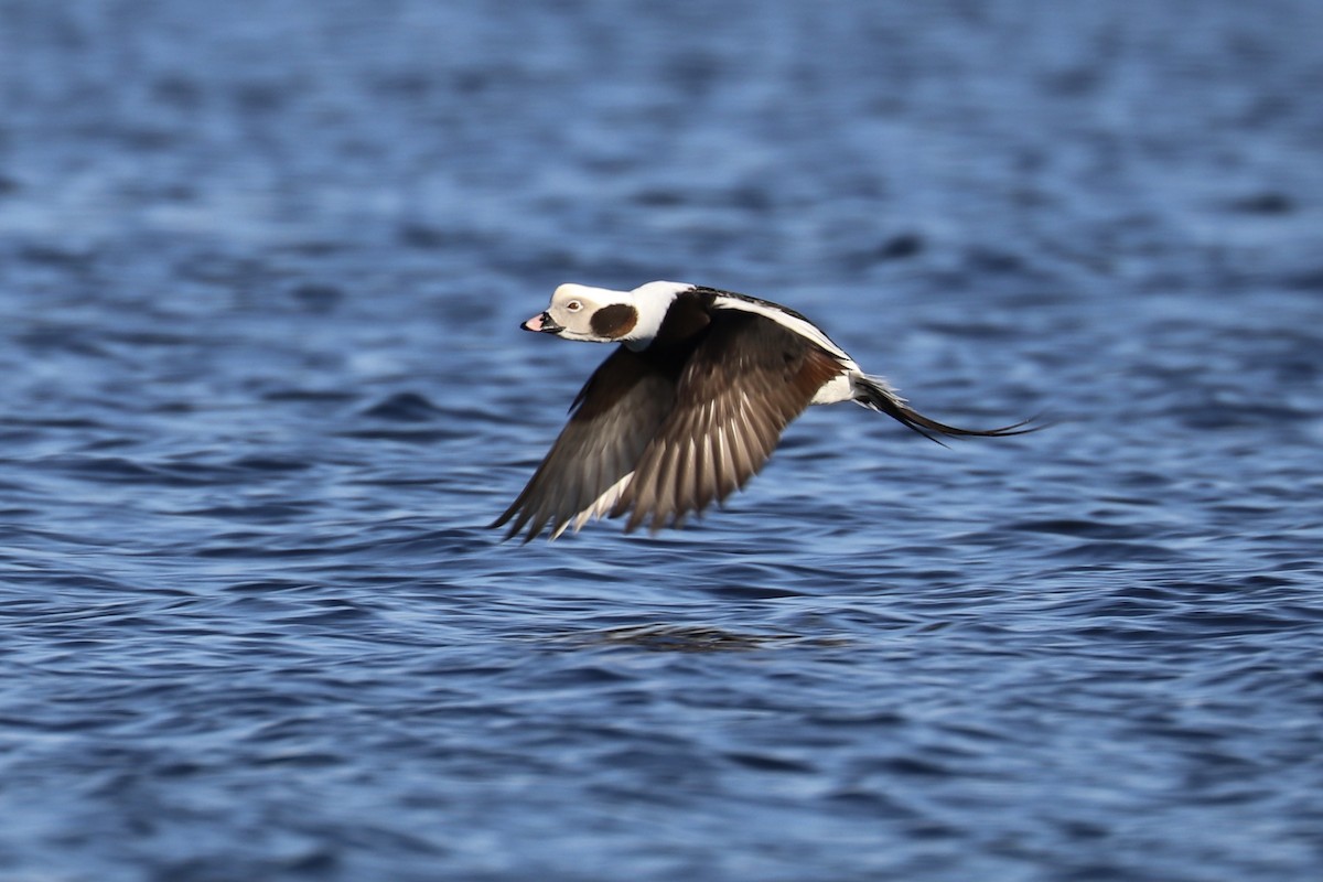 Long-tailed Duck - ML287873211
