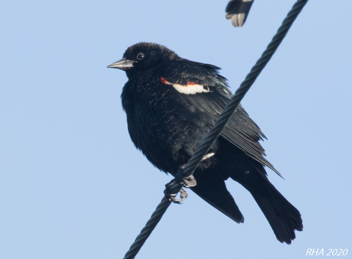 Tricolored Blackbird - Roger Adamson