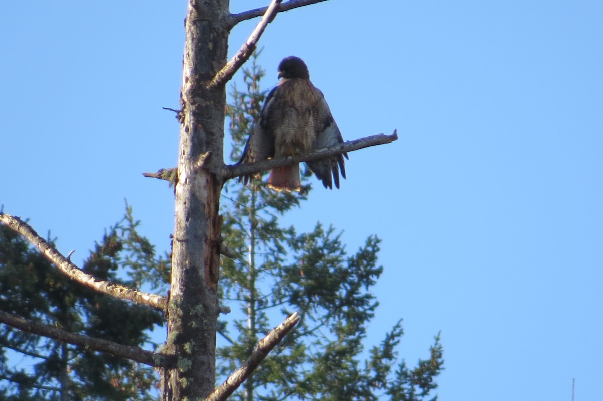 Red-tailed Hawk - ML287880981