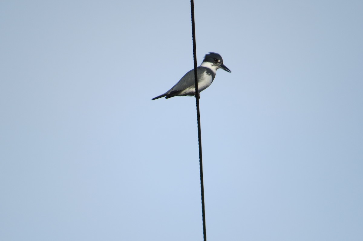Belted Kingfisher - ML287881151