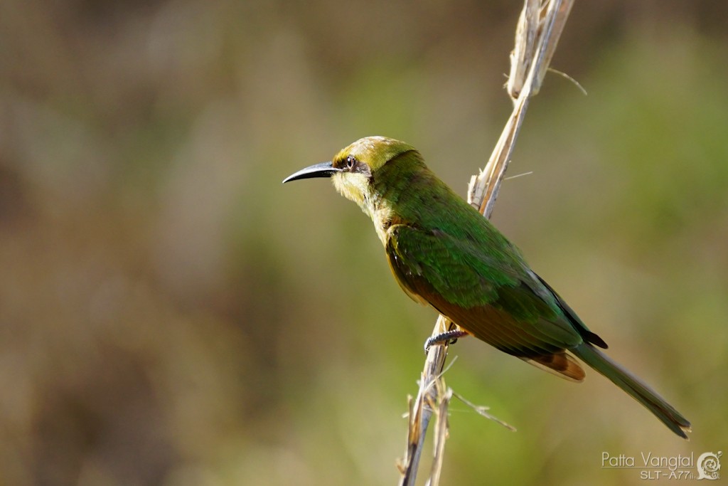 Asian Green Bee-eater - Pattaraporn Vangtal
