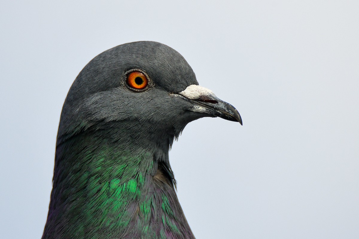 Pigeon biset (forme domestique) - ML287886471