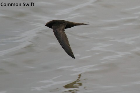 Common Swift - Butch Carter