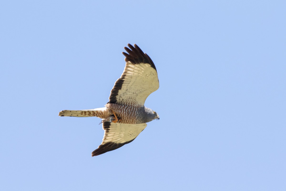 Band-tailed Sierra Finch - Ariel Cabrera Foix